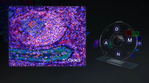Highly Multiplexed Immunofluorescence Imaging of Human Tissues and Tumors Using t-CyCIF and Conventional Optical Microscopes