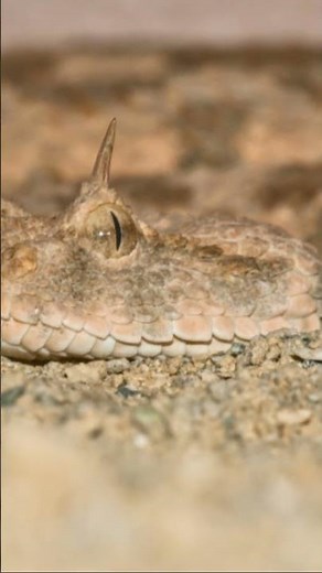 The Spider Tail Horned Viper A Closer Look #mammals #animals #viper #snake