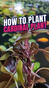 6.2K views · 33 reactions | The Cardinal Plant is a super cool...