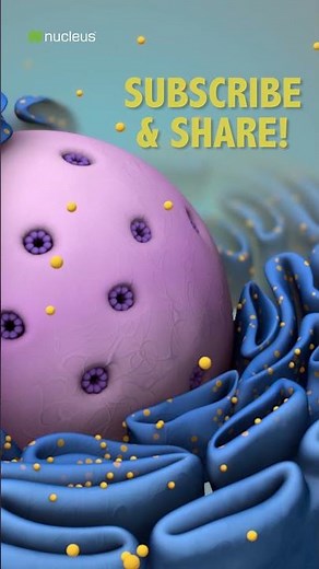 Biology Quiz: Name 2 types of endoplasmic reticulum #shorts