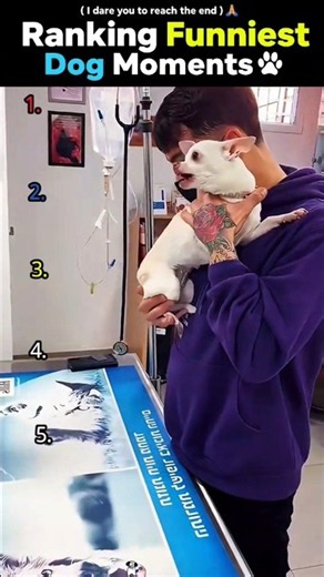 Funniest Dog Reactions at the Vet: Dramatic Dogs Getting Shots! 💉😂 #shorts #viral #trending