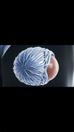 “Inside the Testes | Complete Medical Documentary part 2 short