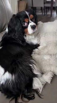 Just Another Normal Day With My Dog 🤣#funny #trynottolaugh #entertaininganimals #fyp