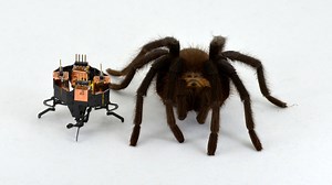 2cm long? Shape-shifting spider robot touted to be rescue game changer