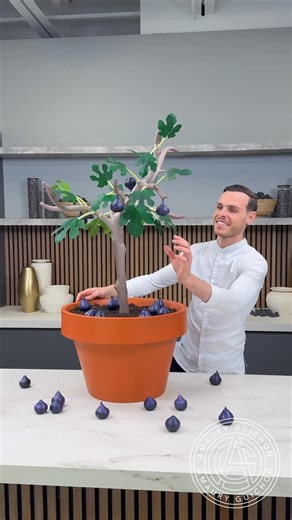 Amaury Guichon on Instagram: "Chocolate Tree and sweet Figs! 🌳 When Figs pair up with Greek yogurt, Almond and Honey! #amauryguichon #chocolate"