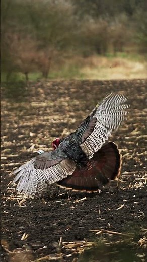 The MOST EFFECTIVE turkey hunting broadhead #BEEREAL #shorts