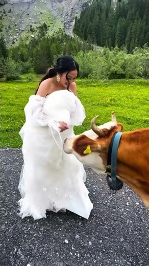 When cows crash your wedding... 🐄