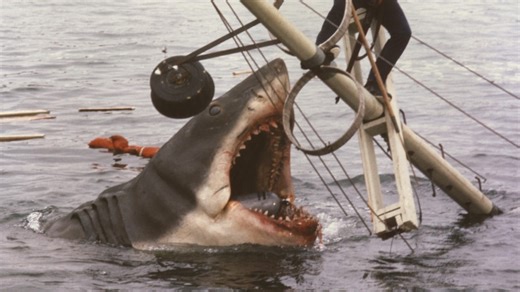 What did Hollywood get wrong about great white sharks in Jaws?