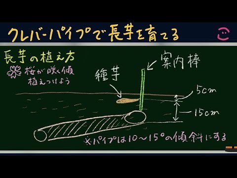 長芋を育てよう