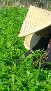 Indahnya kampung halamanku 🥰🥬🫛🥦 #fyp #viral #viral | Kampung Halaman