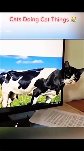 Cats Doing Funny Things 😹 Try Not to Laugh!