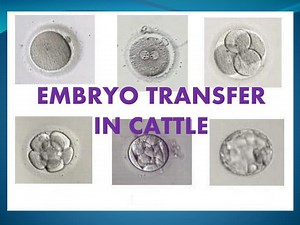 EMBRYO TRANSFER IN CATTLE - SlideServe