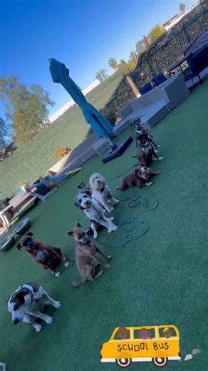 Dingo Doggies Campus | 2 of the biggest problems people have with their dogs, is Impulse control (the inability to wait for things) & Recall. As part of our... | Instagram