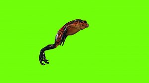 Download Frog Jump Green Screen for free