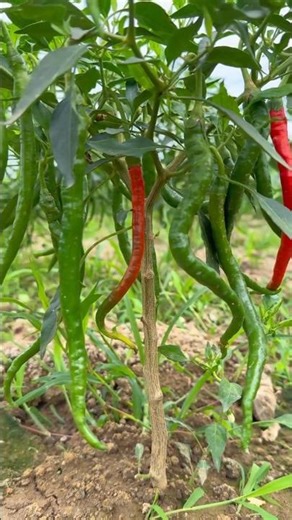 🌳A small tree but with a lot of fruit 🤗/Pepper plant #shorts #reels #gardening