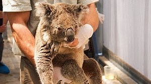 Thousands of koalas burn to death as Australia fears native wildlife may never recover from bush fire disaster