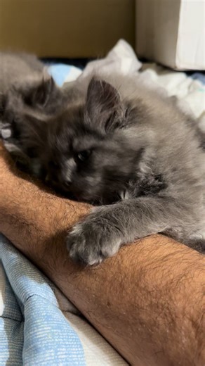 My litte blue smoke boy #siberiancat #siberiankitten #kitten #cat