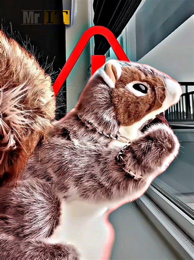 This squirrel really said “bring me a dream” 🐿️🌙 || Mr.IT Edit ✨️ Song: Mr. Sandman The Chordettes This squirrel really said “bring me a dream” 🐿️🌙 Lyrics: Mr. Sandman, bring me a dream bam bam bam bam Make him the cutest ✨ Discreption: Watch this squirrel absolutely steal the Mr. Sandman trend with pure main-character energy 🐿️💭 This funny and dreamy short features a squirrel perfectly vibing to the classic song, turning a wholesome trend into an unintentionally hilarious moment. The soft