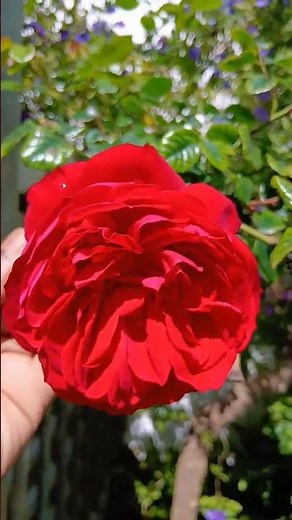 Super climbing rose plant #beautifulroseflowers #plants #plantssparkjoy #garden