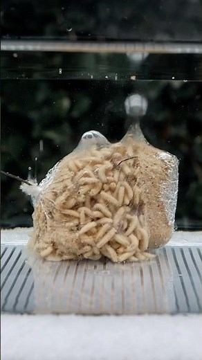 😱Try The Solid Bag Maggot Bomb 💣 — Next Level PVA Bag Carp Fishing 🎣 #carprigs #fishing