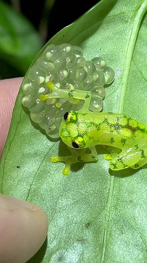 Reticulated Glass Frog Hyalinobatrachium valerioi #glassfrog #eggs #frogspawn #deadbeatmom #mrmom #fyp