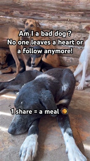 Am I a bad dog ?No one leaves a heart or a follow anymore!#dogshorts #petfood #petcareprovider
