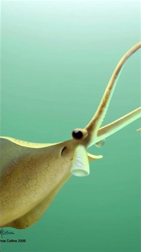 The cephalopod before the cephalopods?