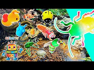 Fun Toys | Bug Insect Names for Kids to Learn by the Branch: Snail Ladybug Cockroach Ant Centipede
