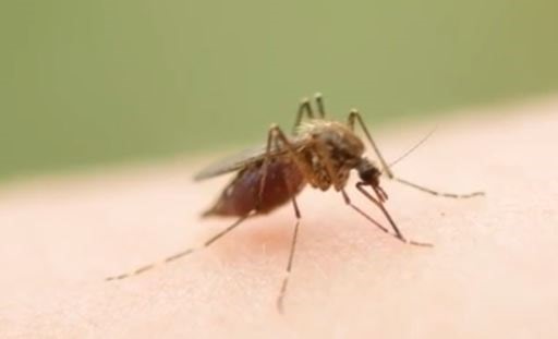 Mosquito threat in Clark County may prompt new abatement district
