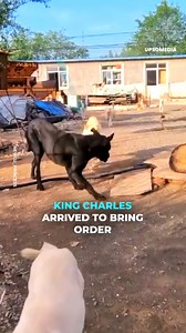 King Charles isn’t just the ruler of this place, he’s also the spiritual leader, he stopped the fierce f!ght with just a glance and the power of his paw. | The Kiwi