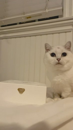 15K views · 1.9K reactions | Hello friends! We’re happy to share that Coffee boy is feeling great! He successfully completed 3 radiation sessions last week and we have 2 more sessions scheduled for Monday and Tuesday. We’re feeling very thankful for your encouragement, love, support and friendship. THANK YOU for being on this journey with us! Coffee loafs you and so do we! Love, Coffee’s mommies | White Coffee Cat | Facebook