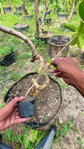 “The art of training bonsai branches.” #bonsai #asmr #diy #craft #plants