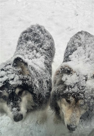 update, they are the snow. #Alaska #northernbreeds #sleddogs #snow #mylifeinalaska