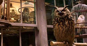 PETA Exposé Alleges Animal Abuse on Major Films, Including Harry Potter