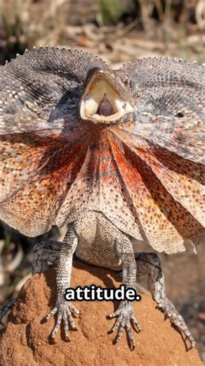 Frilled Lizards: Nature's Drama Queens! #animals #shorts