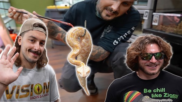Rare Albino Gaboon Vipers Move Into Stunning New Habitat!