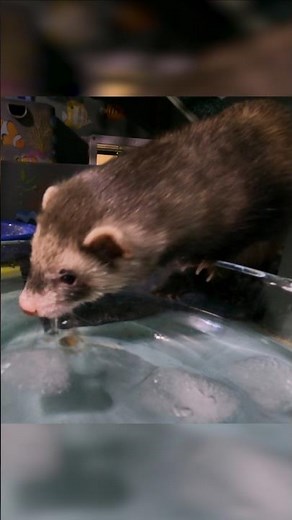 Ferret ASMR: Ice Water Snuffles 🧊💧🦦