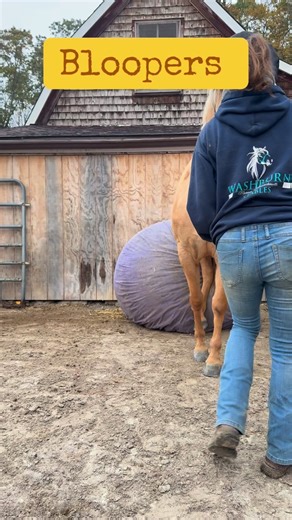 44 reactions · 9 comments | Bloopers are part of the fun  #horse #trick #sit #bloopers | Sandra Fernandes | Facebook