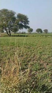 DAY 42 aaj gaye ham gaon 🌿🌾#shorts #ytshorts