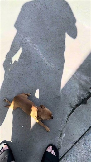Stubborn Chihuahua Sploots On Dad's Feet! 😭👣