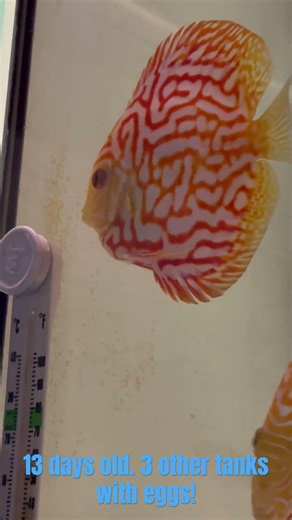 Fry are getting big! Day 13 and 3 discus pairs spawned last night! #discusfish #discus