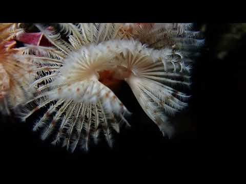Red-Trumpet Calcareous Tubeworm (Seal Rock, Oregon)