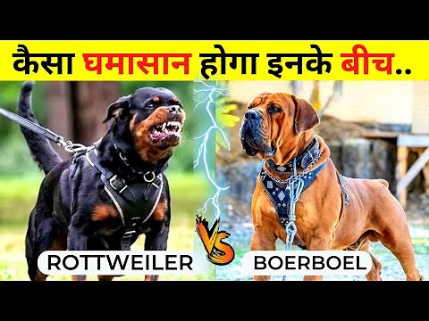 Boerboel VS Rottweiler Fight Who Would Win | Rottweiler VS Boerboel Which is Stronger