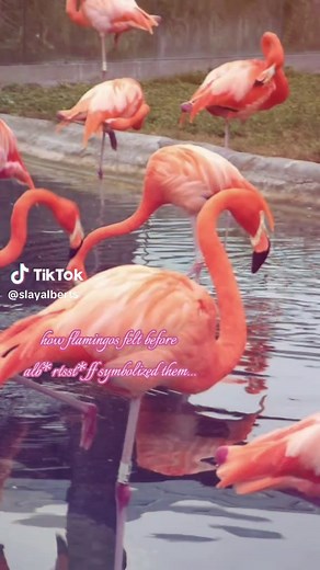 why did albertsstuff have to symbolized flamingos and ruin them for everyone... now I will never see them the same.. :// (/ref /j ofc) #albert #flamingo #albertaretz #albertspenceraretz #mrflimflam