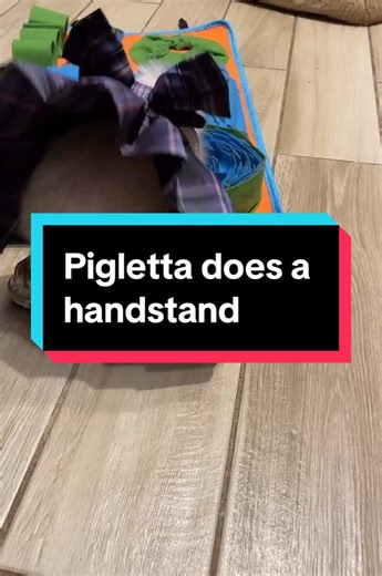 Piglet's Adorable Handstand Moment in a New Dress