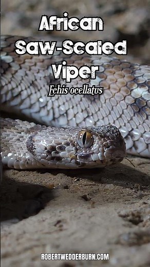 🐍 African Saw-Scaled Viper (Echis ocellatus) 🐍