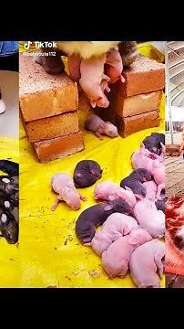 Rabbit Giving Birth To Babies!!