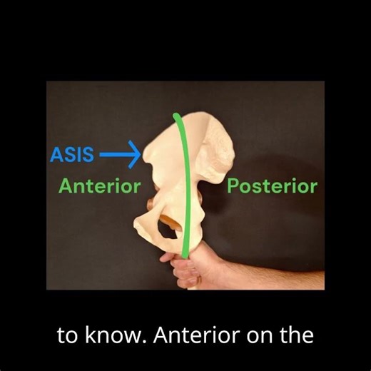 Never Forget Pelvic Landmarks Again! 🦴#anatomy #physiotherapy #medicalstudent #pelvis