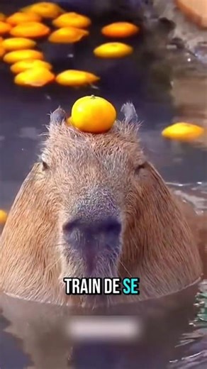 Ne touchez jamais un capybara dans l’eau ?