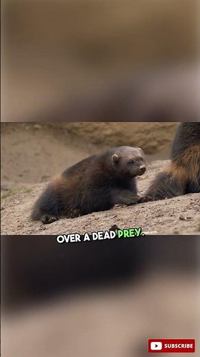 Wolverine isn't afraid to fight a bear for its food.